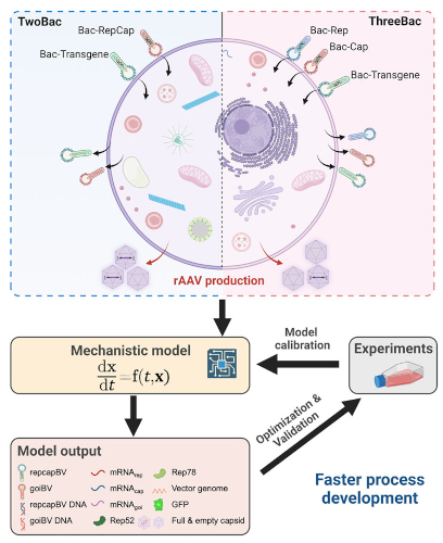 Improving in vitro packaging of recombinant adeno-associated virus